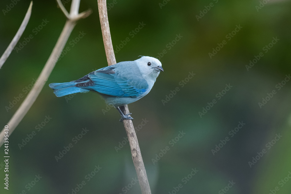 Fototapeta premium Blue-Gray Tanager in a tree in the Carara National Park in Costa Rica
