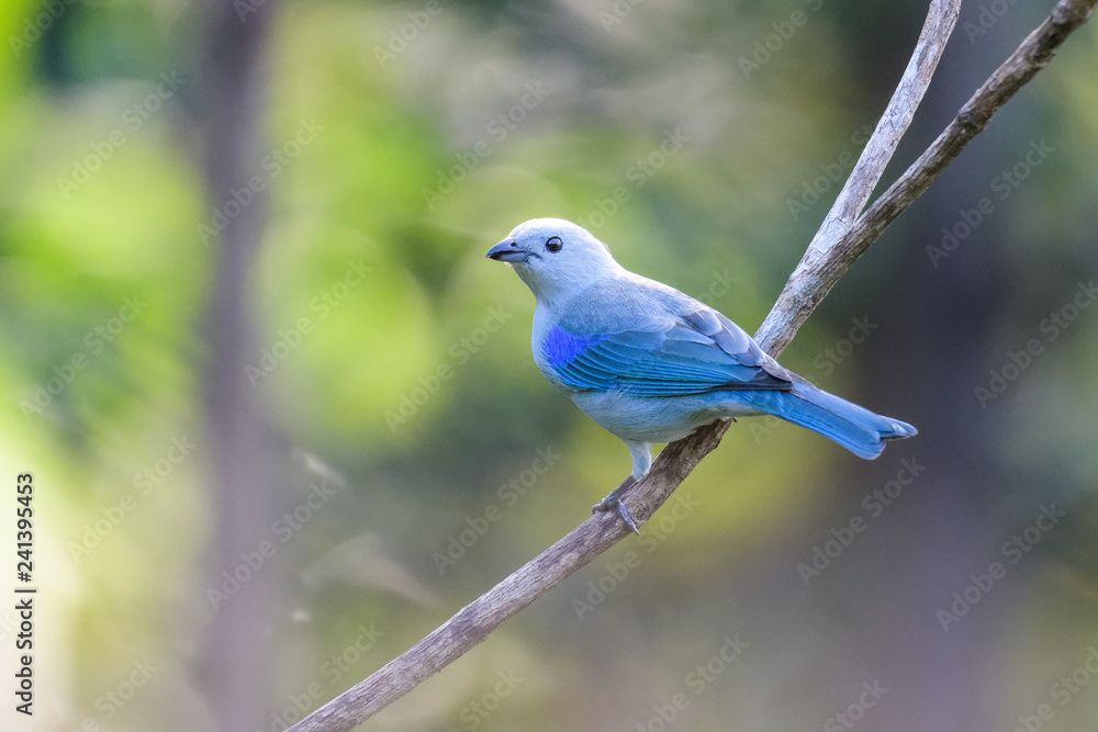 Blue-Gray Tanager in a tree in the Carara National Park in Costa Rica