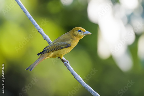 White lined tanager in a tree in the Carara national park in Costa Rica