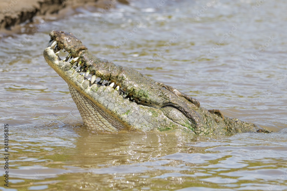 American Crocodile in the Tarcoles River in Costa Rica American Crocodile in the Tarcoles River in Costa Rica