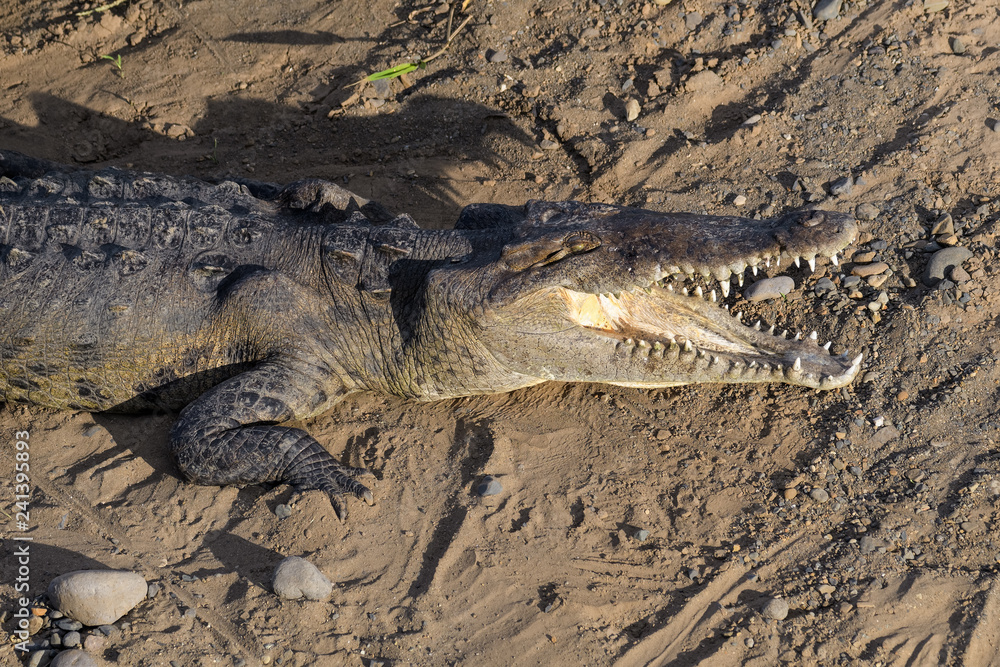 Fototapeta premium American crocodile sunbathing underneath the Tarcoles Bridge in Costa Rica