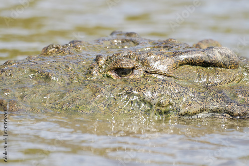 American Crocodile in the Tarcoles River in Costa Rica