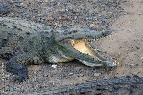 American crocodile sunbathing underneath the Tarcoles bridge in Costa Rica