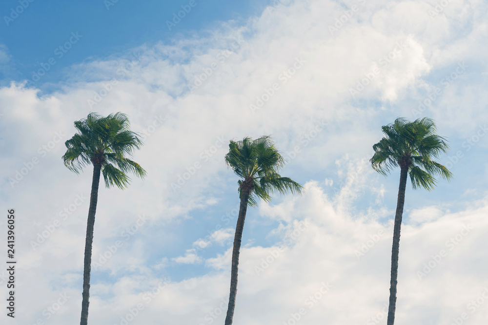 Obraz premium Three palm trees on a cloudy blue sky background. Summer vacation and travel concept