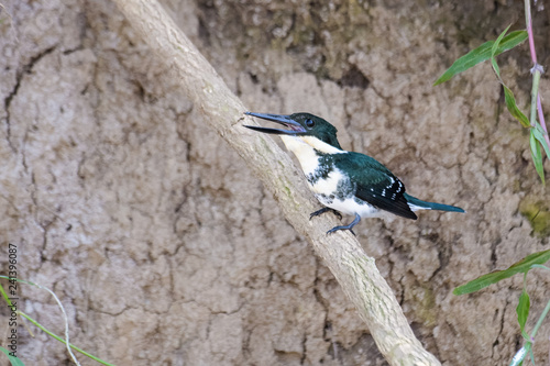 Green kingfisher eating a shrimp on a branch above the Tarcoles River in Costa Rica