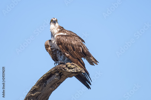 Osprey sitting on a dead tree above the Tarcoles river in Costa Rica
