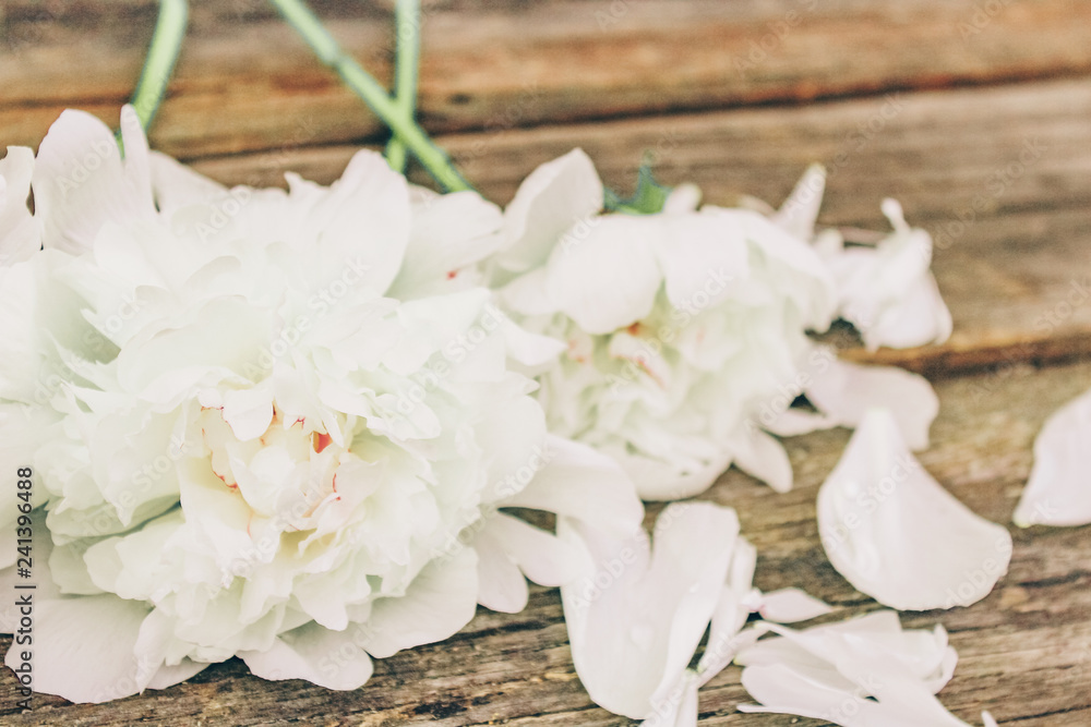 Fototapeta premium white peonies, valentine's day, mother's day, spring
