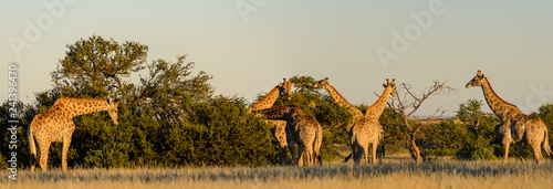 Photography South African giraffe or Cape giraffe (Giraffa camelopardalis giraffa) herd