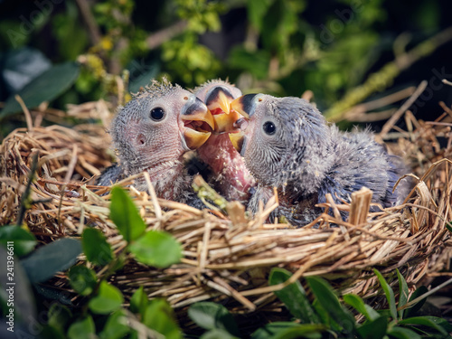Lovebird hatchlings in nest photo