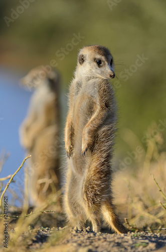 Meerkat or suricate (Suricata suricatta). Kalahari. South Africa