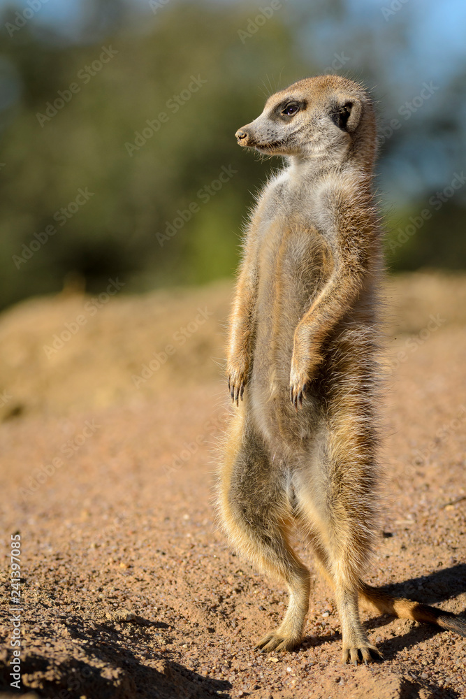 Fototapeta premium Meerkat or suricate (Suricata suricatta). Kalahari. South Africa