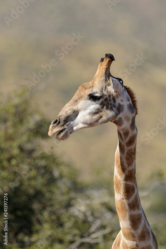 South African giraffe or Cape giraffe  Giraffa camelopardalis giraffa . Kalahari  South Africa