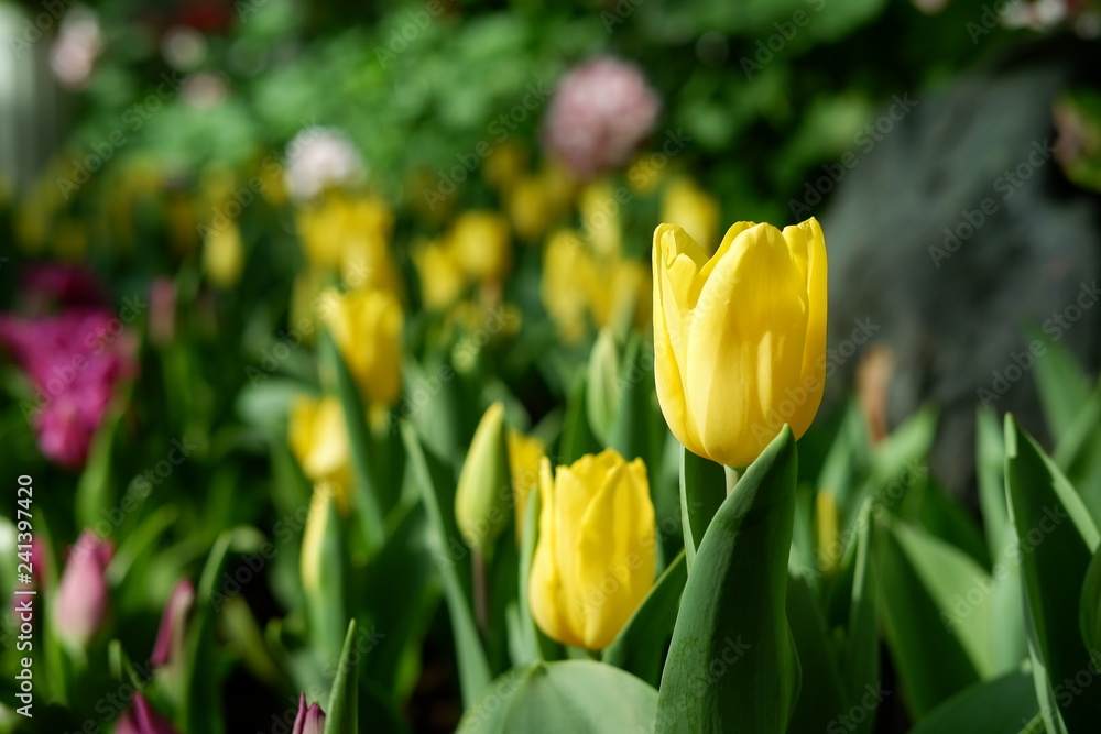 tulip yellow color background tulip yellow color background