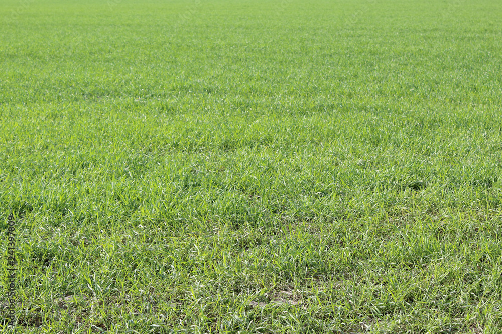 A lawn field during early spring with mowed grass in Galliate, Piedmont region, Italy