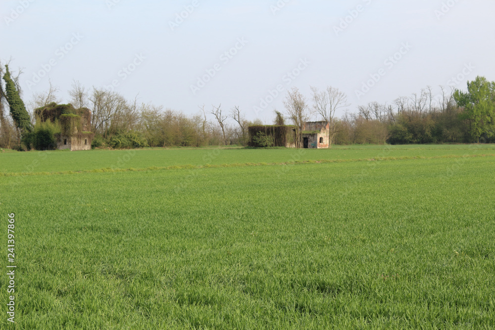 A countryside rural landscape with a grazing, mowed grass and two abandoned huts during spring in Cameri, Piedmont, Italy A countryside rural landscape with a grazing, mowed grass and two abandoned huts during spring in Cameri, Piedmont, Italy