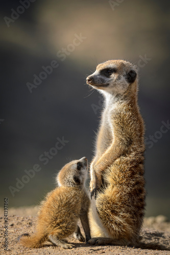 Meerkat or suricate (Suricata suricatta). Kalahari adult and juvenile. South Africa photo