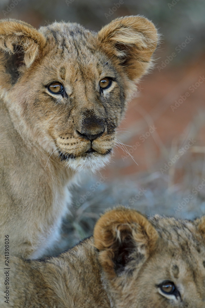 Obraz premium Lion (Panthera leo) cub. Kalahari, South Africa