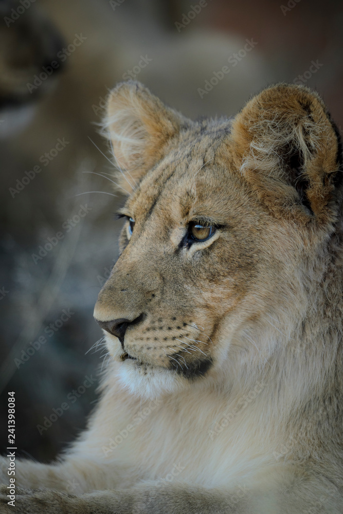 Lion (Panthera leo) cub. Kalahari, South Africa Lion (Panthera leo) cub. Kalahari, South Africa