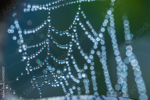 Spider Web With Drops Of Water