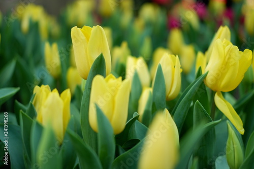 tulip yellow color background