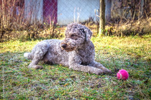 Fototapeta Naklejka Na Ścianę i Meble -  Lagotto Romagnolo truffle dog playing with ball on the grass