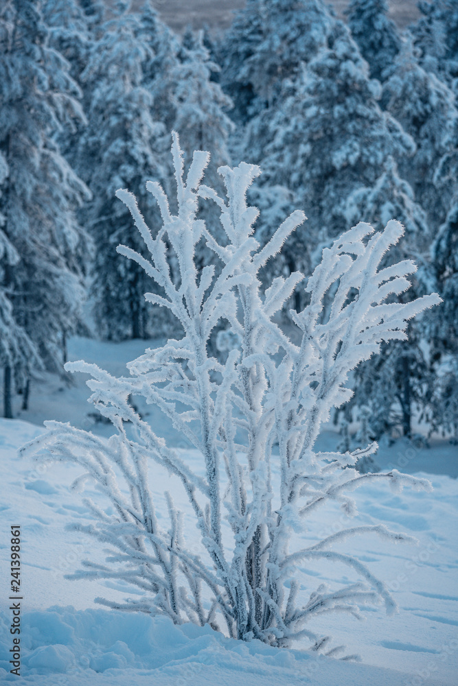 Frozen bush covered with snow and ice in winter Frozen bush covered with snow and ice in winter
