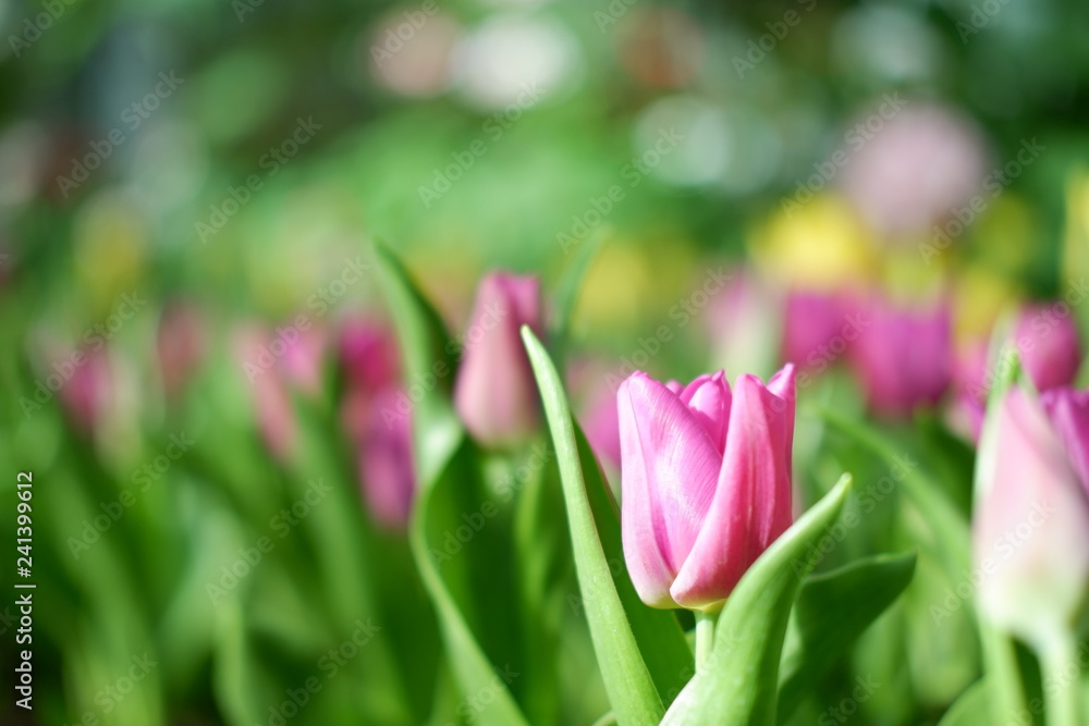 Fototapeta premium colorful tulip flower background