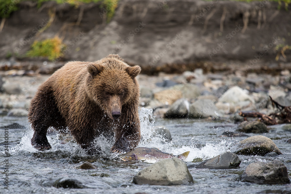 Obraz premium Wilde Hatz, Alaska
