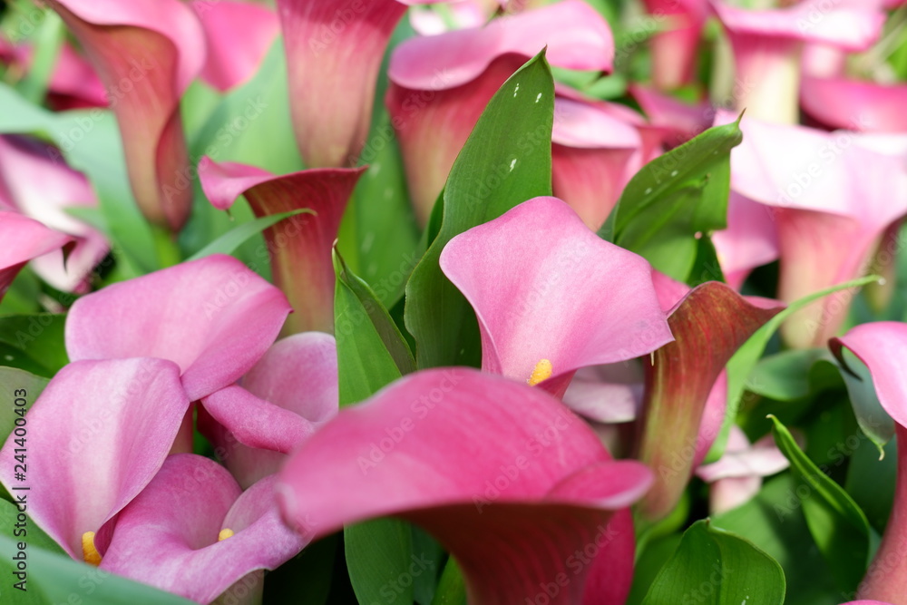 colourful flower background colourful flower background