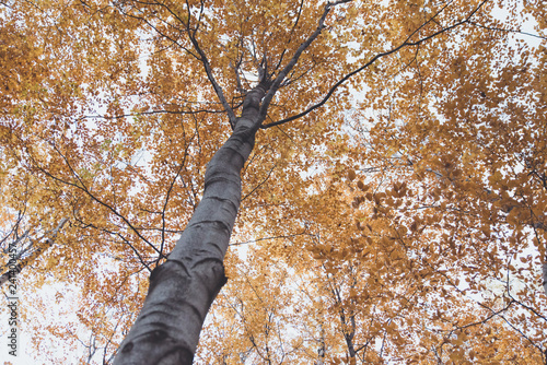 Fototapeta Naklejka Na Ścianę i Meble -  Złota jesień