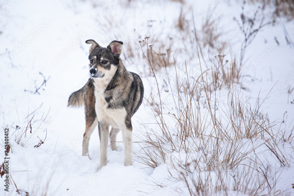 happy dog breed West Siberian laika on a snowy field happy dog breed West Siberian laika on a snowy field