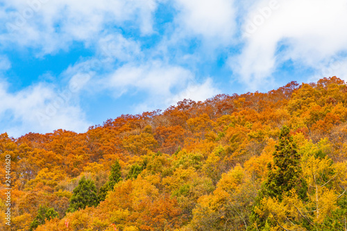 鮮やかに紅葉した山