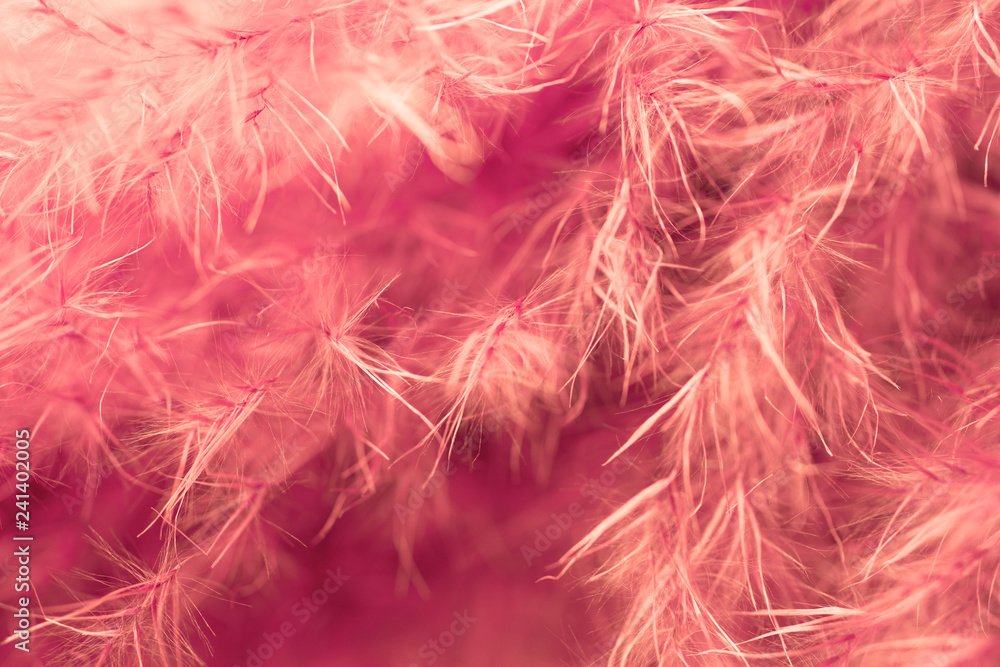 Obraz premium Living coral feather abstract background. Studio macro shoot.