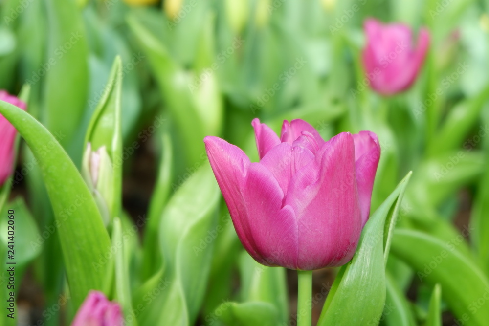 Fototapeta premium colorful tulip flower