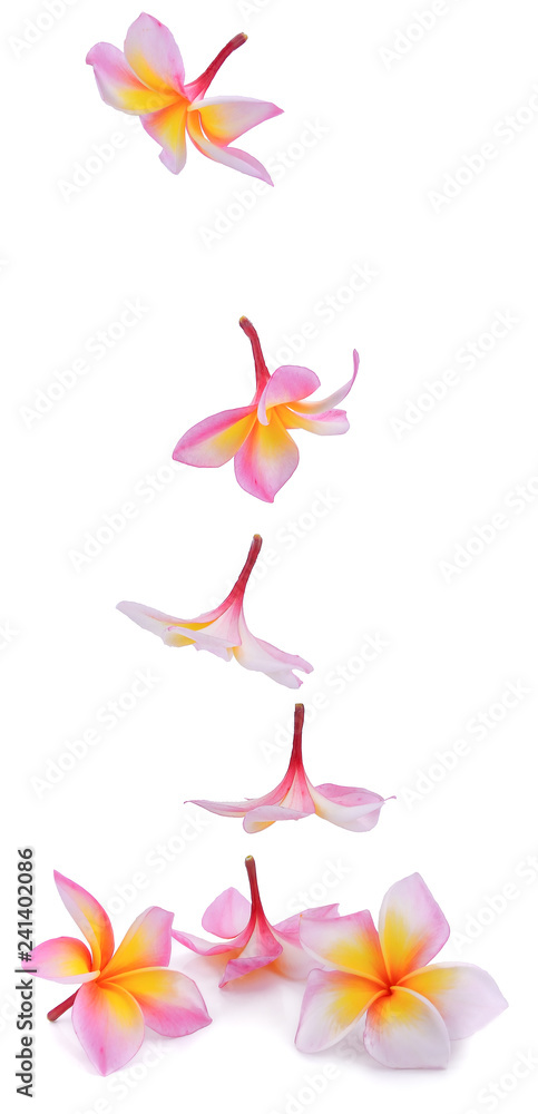 Fototapeta premium Plumeria isolated on white background