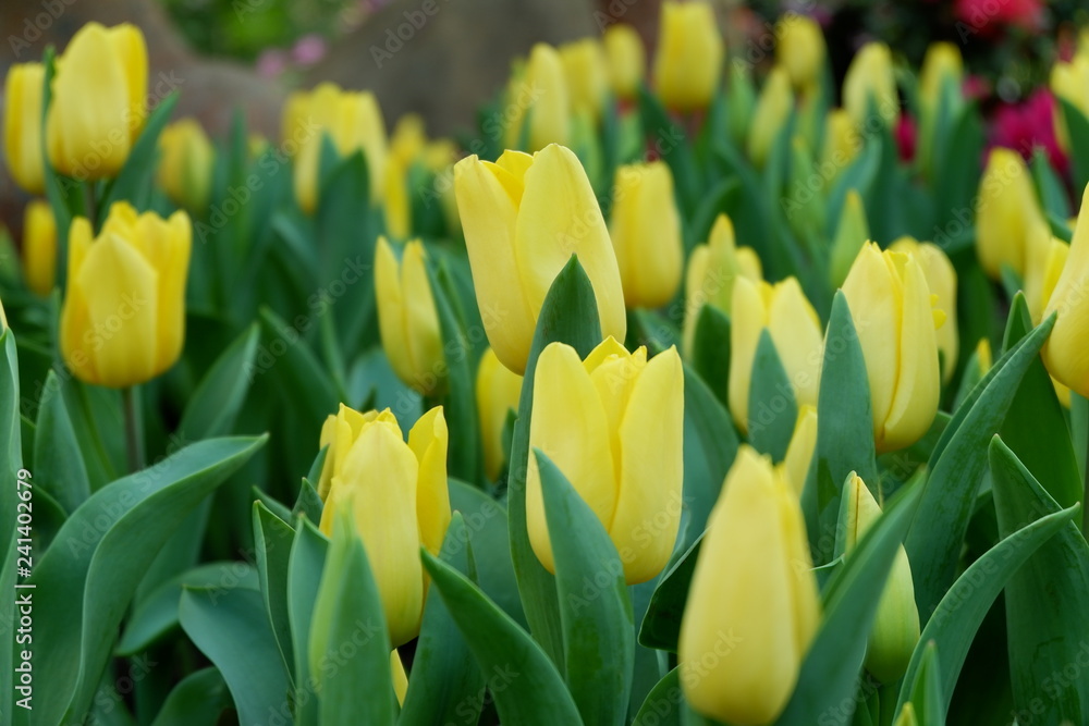 Naklejka premium tulip flower background