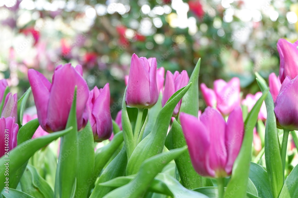 colorful tulip flower