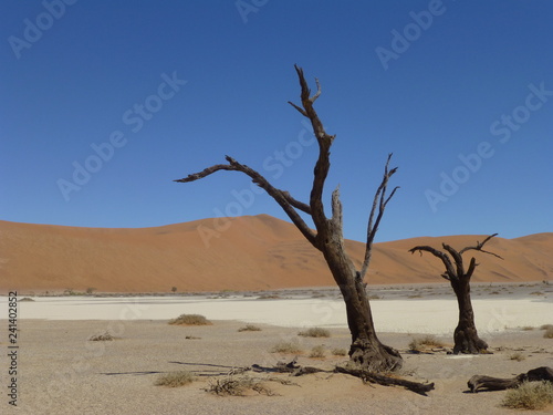 alberi nel deserto Namibia