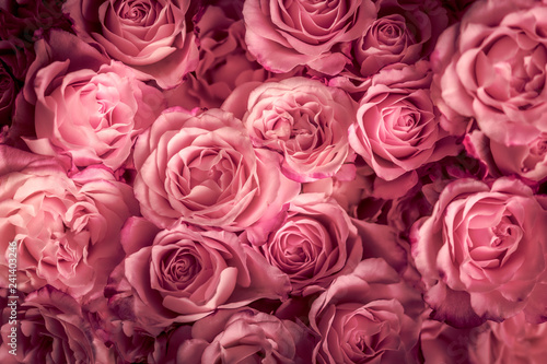 Rosen in pink  Hintergrund