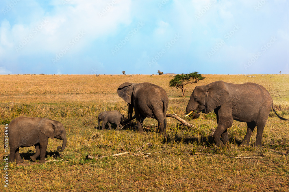 Fototapeta premium African Elephant family walking on savanna in serengeti national park.