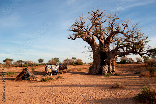 Baobab africano