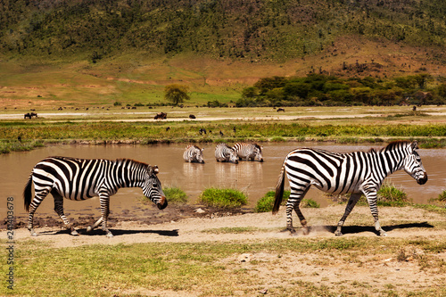 Wild zebras in the african national park.
