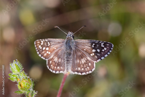 butterfly wing nature