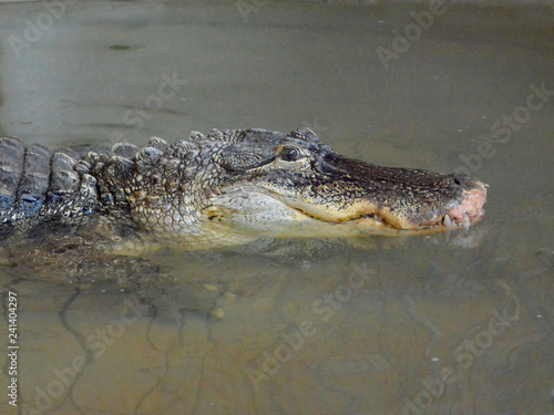 crocodile in water tanks