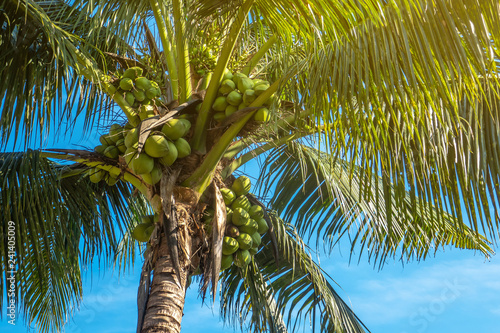 The fresh coconut tree with lots of coconut fruits in the sunny day with light blue sky background and light flare. 