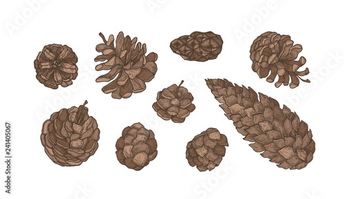 Collection of cones of evergreen coniferous trees - pine, spruce, larch. Set of elegant botanical drawings. Bundle of natural seasonal decorations isolated on white background. Vector illustration.