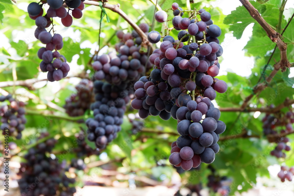 Close Up grapes in a vineyard