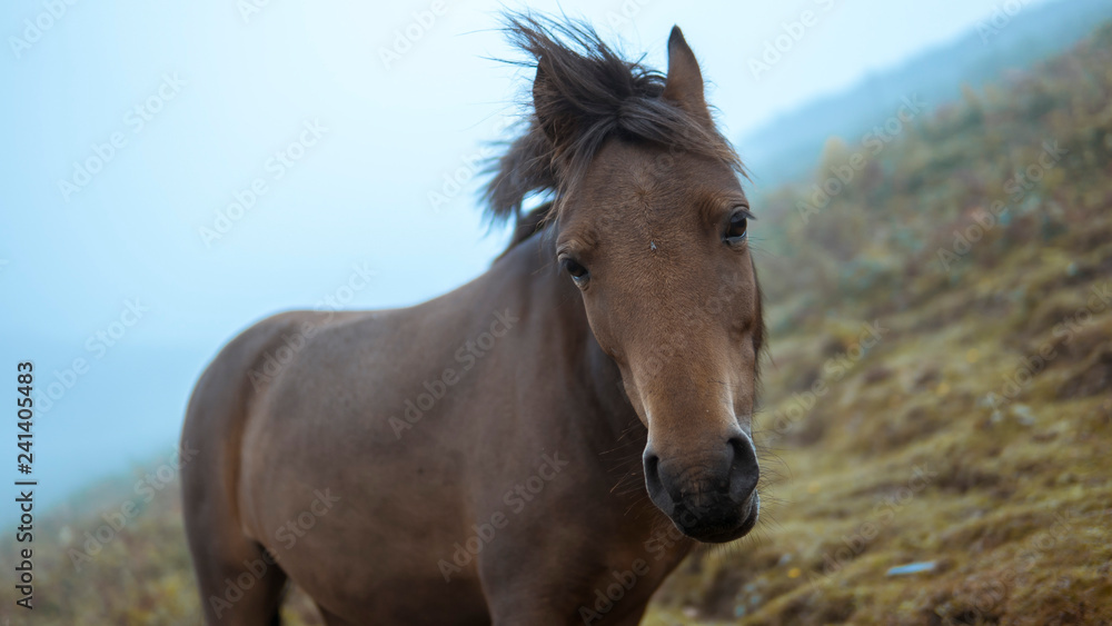 Fototapeta premium Horse