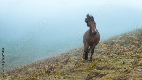 Horse © Andrea