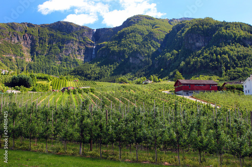 Fruit gardens in Lofthus, near the Hardanger fjord, Hordaland county, Norway. photo